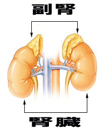 Illu_adrenal_gland.jpg